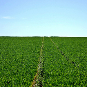 如何借助溫濕度物聯網技術讓蔬果實現增產優產？
