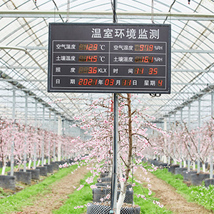 智能溫室大棚除了種蔬果還能種什么？